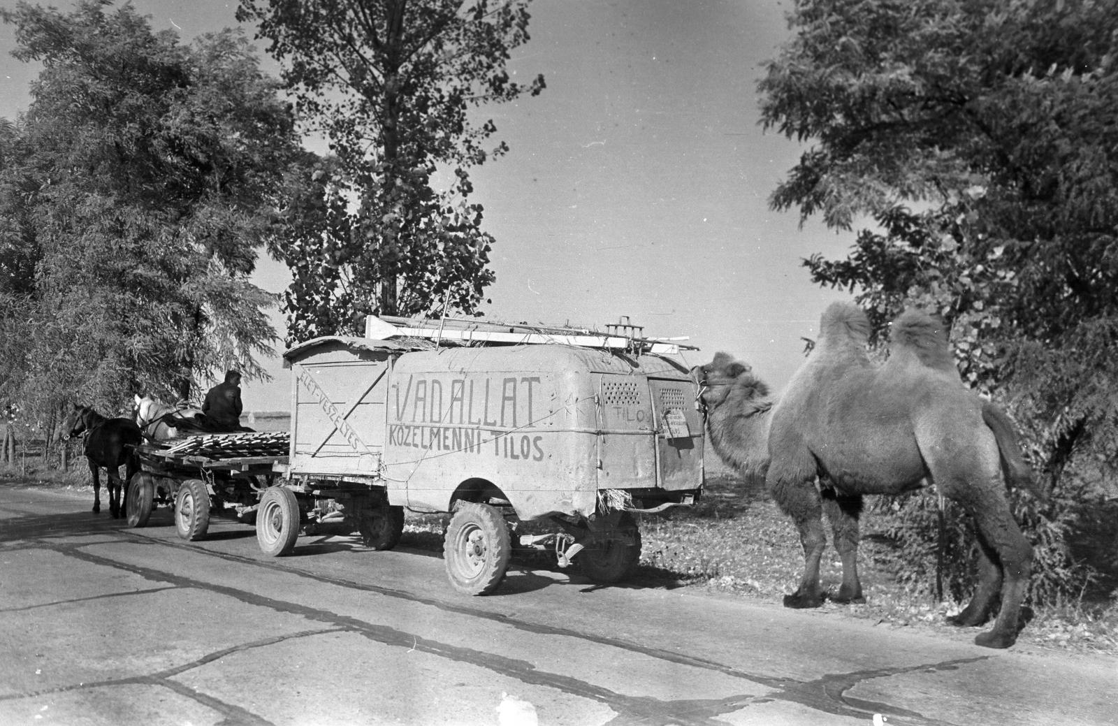 Magyarország, 1963, Gazda Anikó, Best of, teve, lovaskocsi, felirat, Fortepan #307323