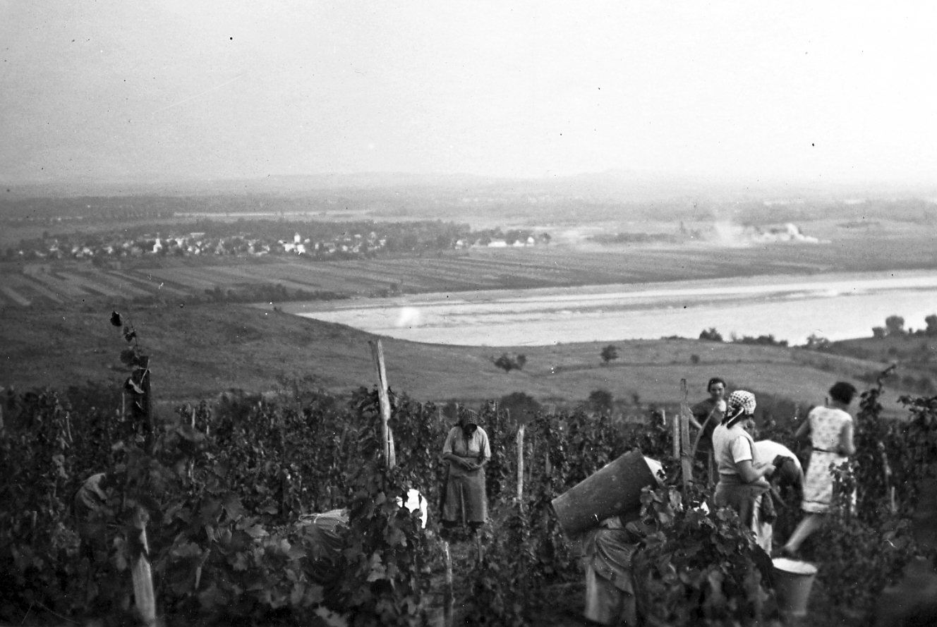 Hungary, Szentendre, Tyúkosdűlő, a háttérben Szigetmonostor., 1937, Storymap.hu, harvest, Fortepan #30736