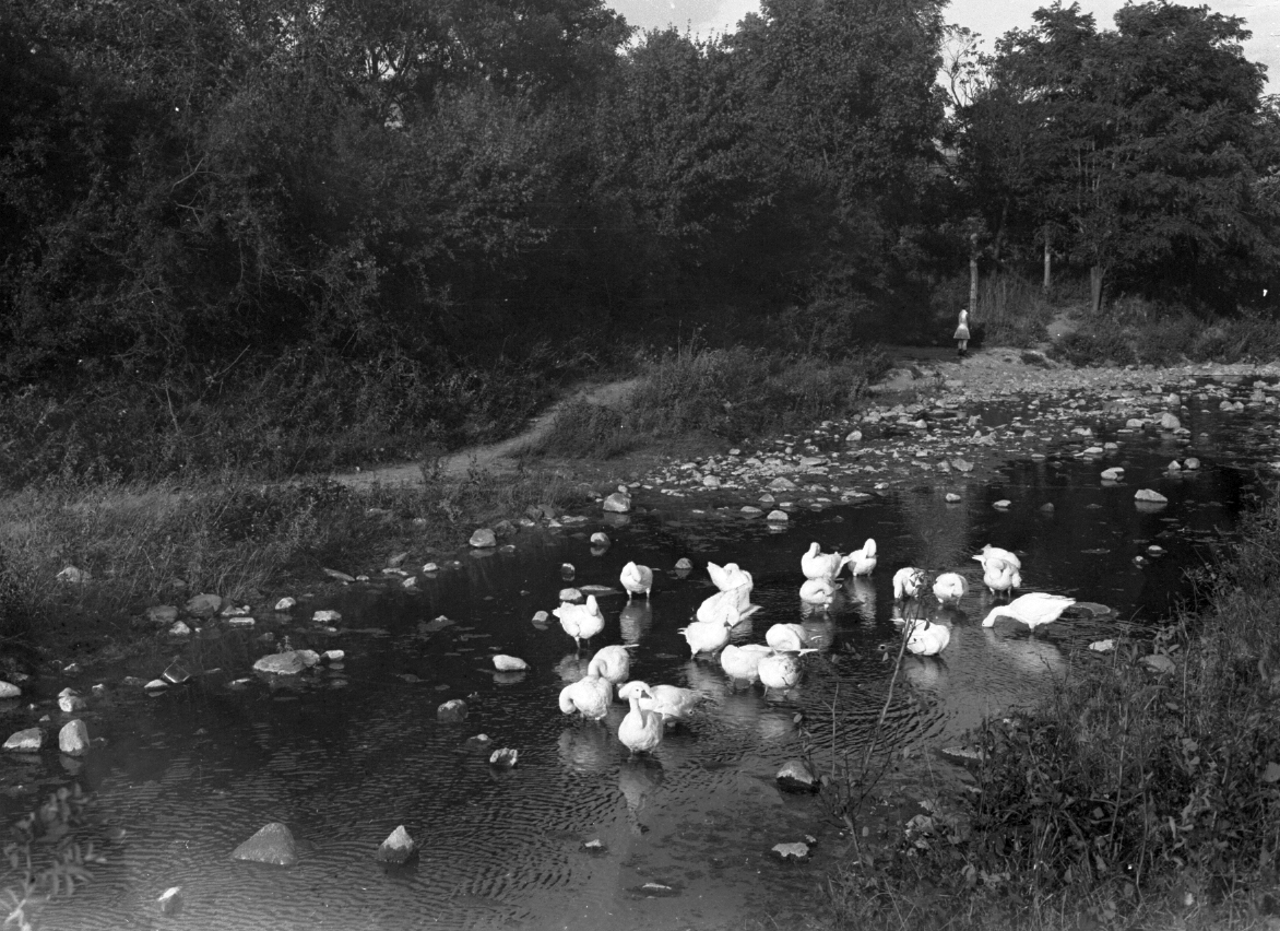 1935, Storymap.hu, poultry, stream, Fortepan #30738