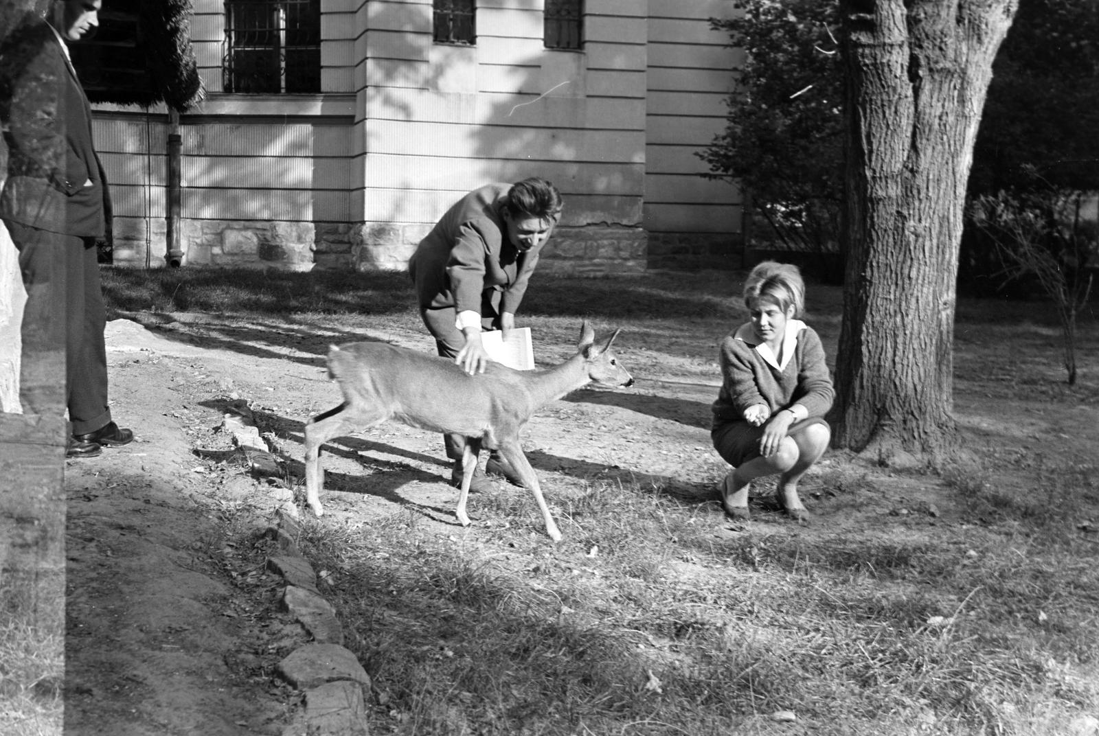 Hungary, 1963, Gazda Anikó, Fortepan #307457