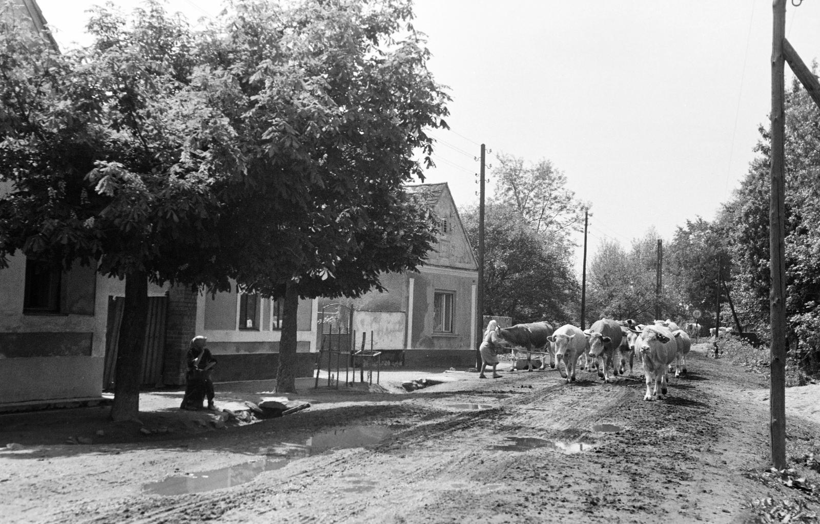 Hungary, 1965, Gazda Anikó, Best of, dirt road, village, cattle herd, mud, Fortepan #307478