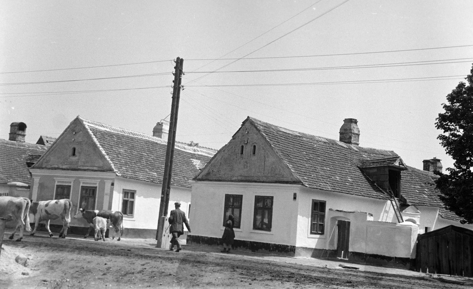 Hungary, 1965, Gazda Anikó, Fortepan #307479