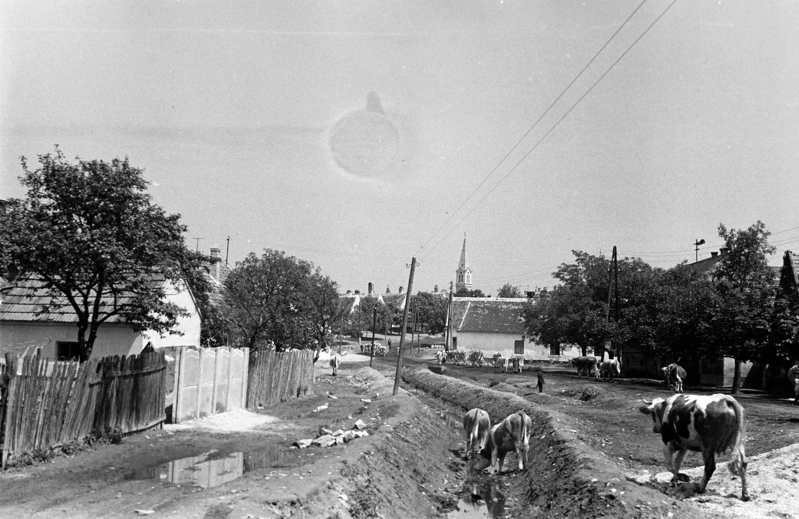 Magyarország, 1965, Gazda Anikó, Fortepan #307480