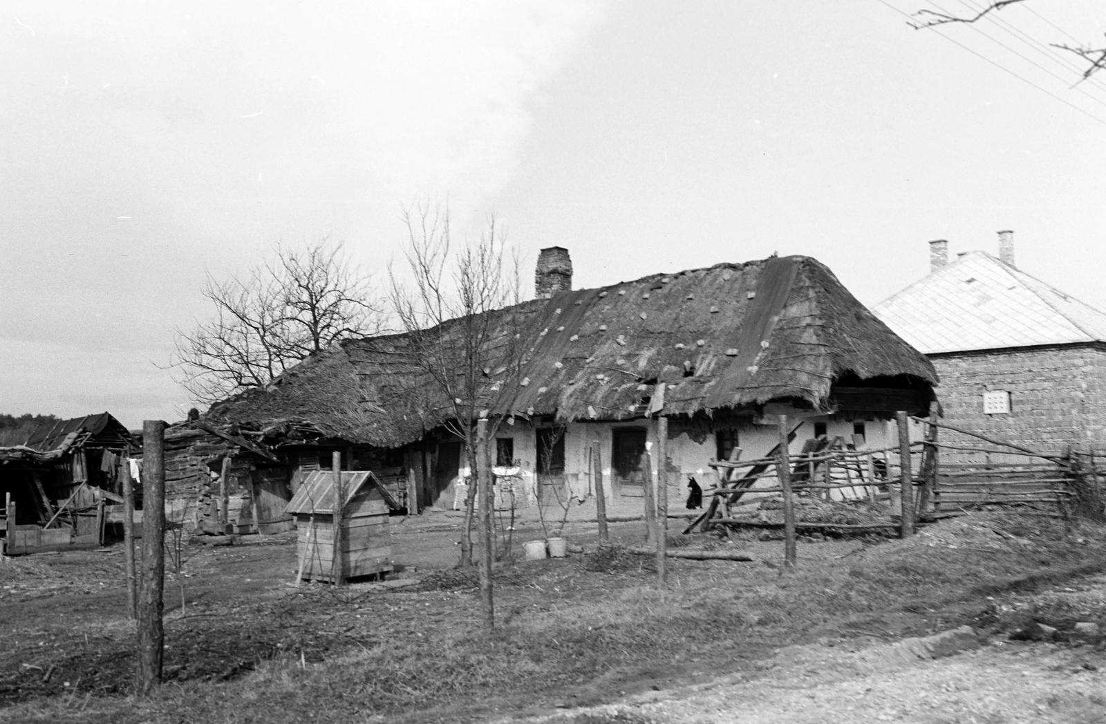 Magyarország, 1960, Gazda Anikó, parasztház, nádtető, kutyaház, Fortepan #307681