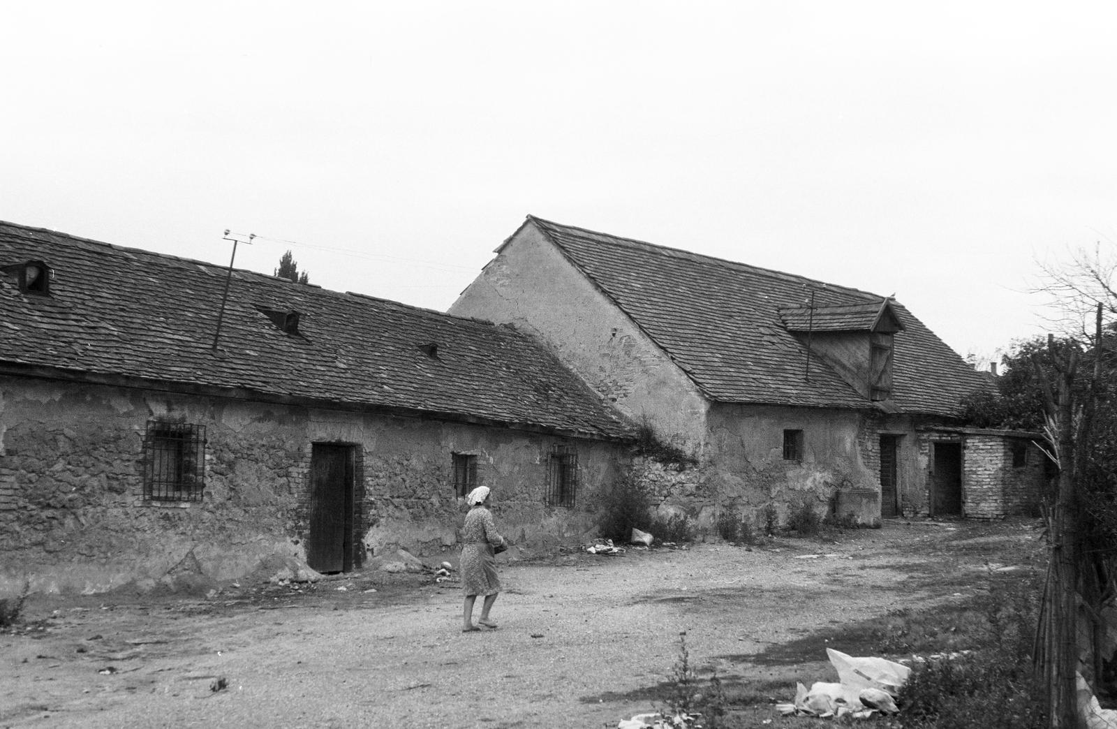 Magyarország, 1962, Gazda Anikó, Fortepan #307814