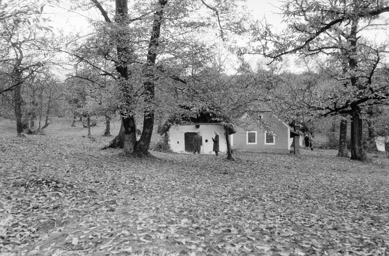 Hungary, 1961, Gazda Anikó, Fortepan #307826