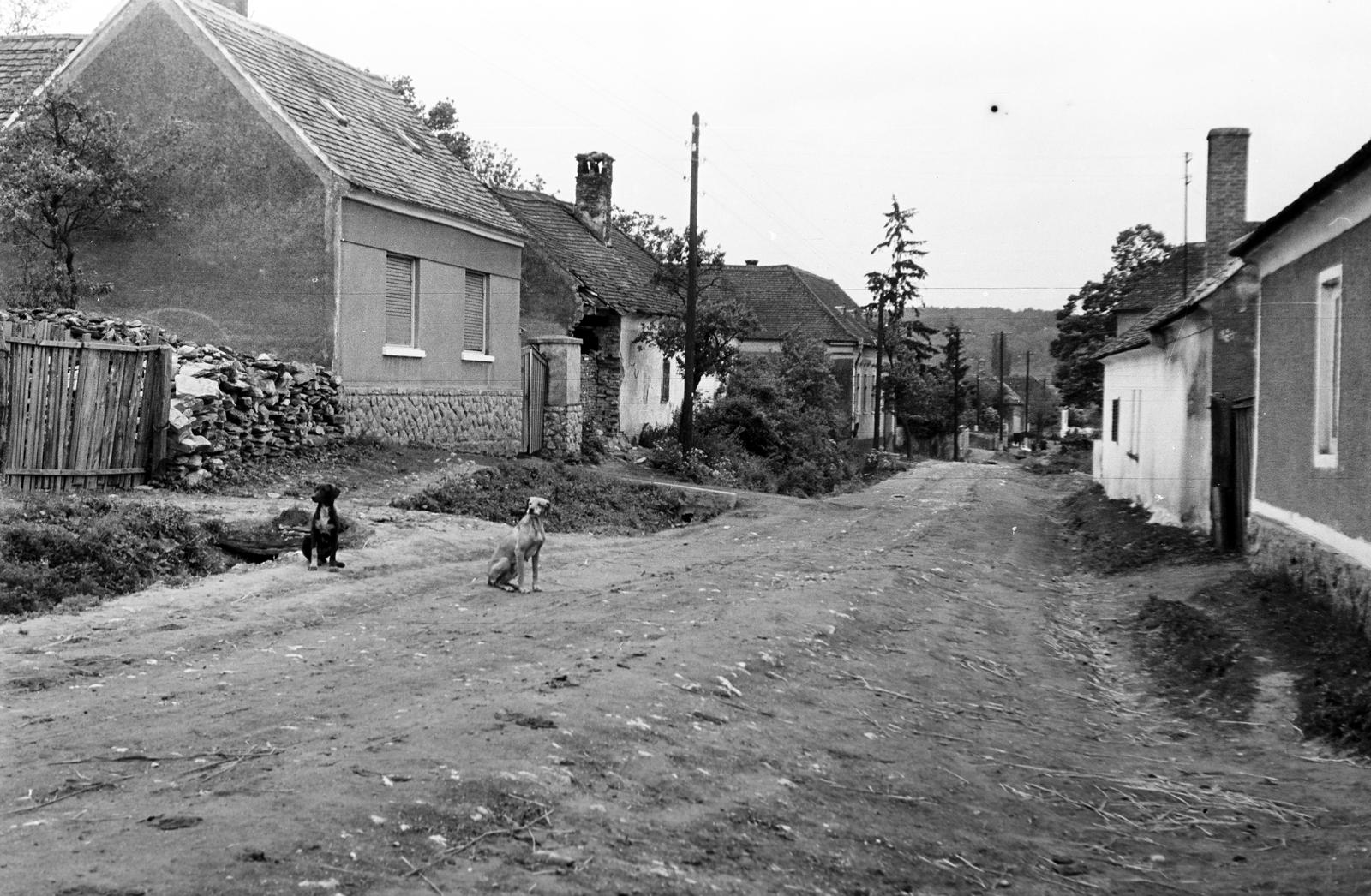 Magyarország, 1973, Gazda Anikó, utcakép, falu, földút, kutya, Fortepan #307974