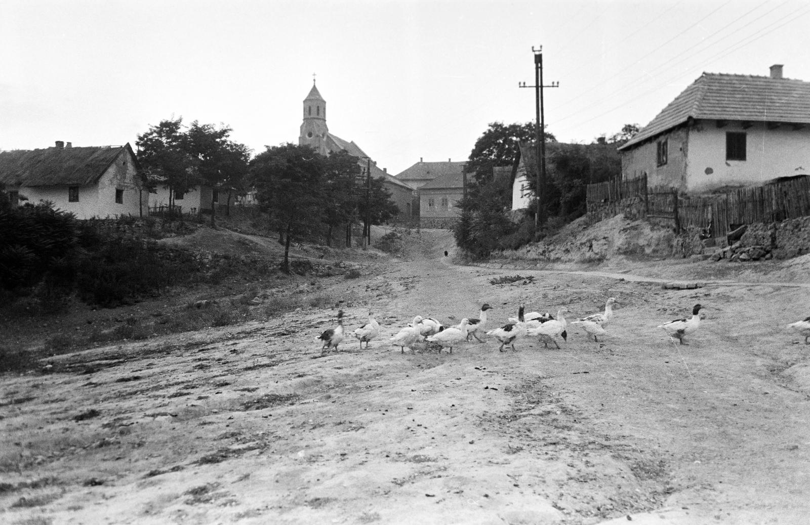 Magyarország, Nadap, Rákóczi utca, szemben a Palermói Szent Rozália-templom., 1960, Gazda Anikó, falu, baromfi, Fortepan #308026