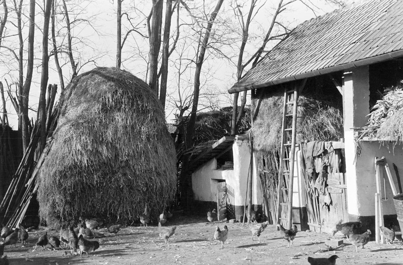 Hungary, 1961, Gazda Anikó, Fortepan #308274