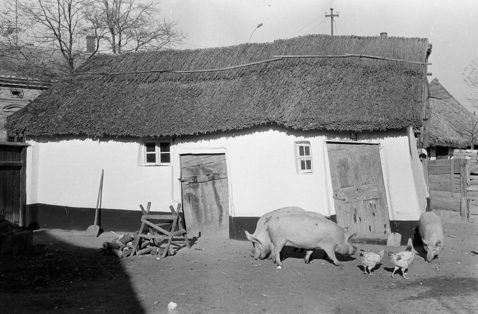 Hungary, 1961, Gazda Anikó, Fortepan #308292