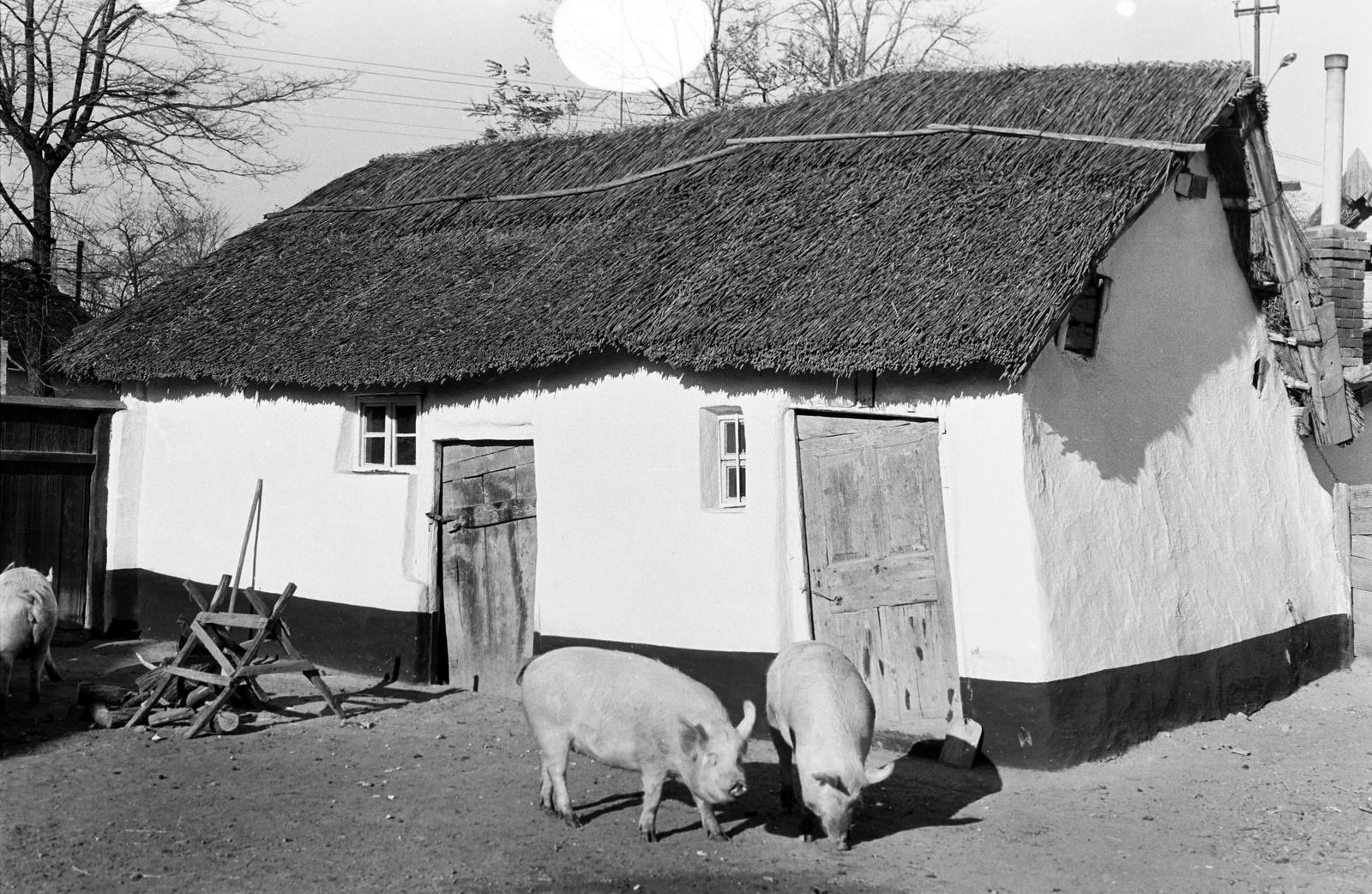 Magyarország, 1961, Gazda Anikó, Fortepan #308293