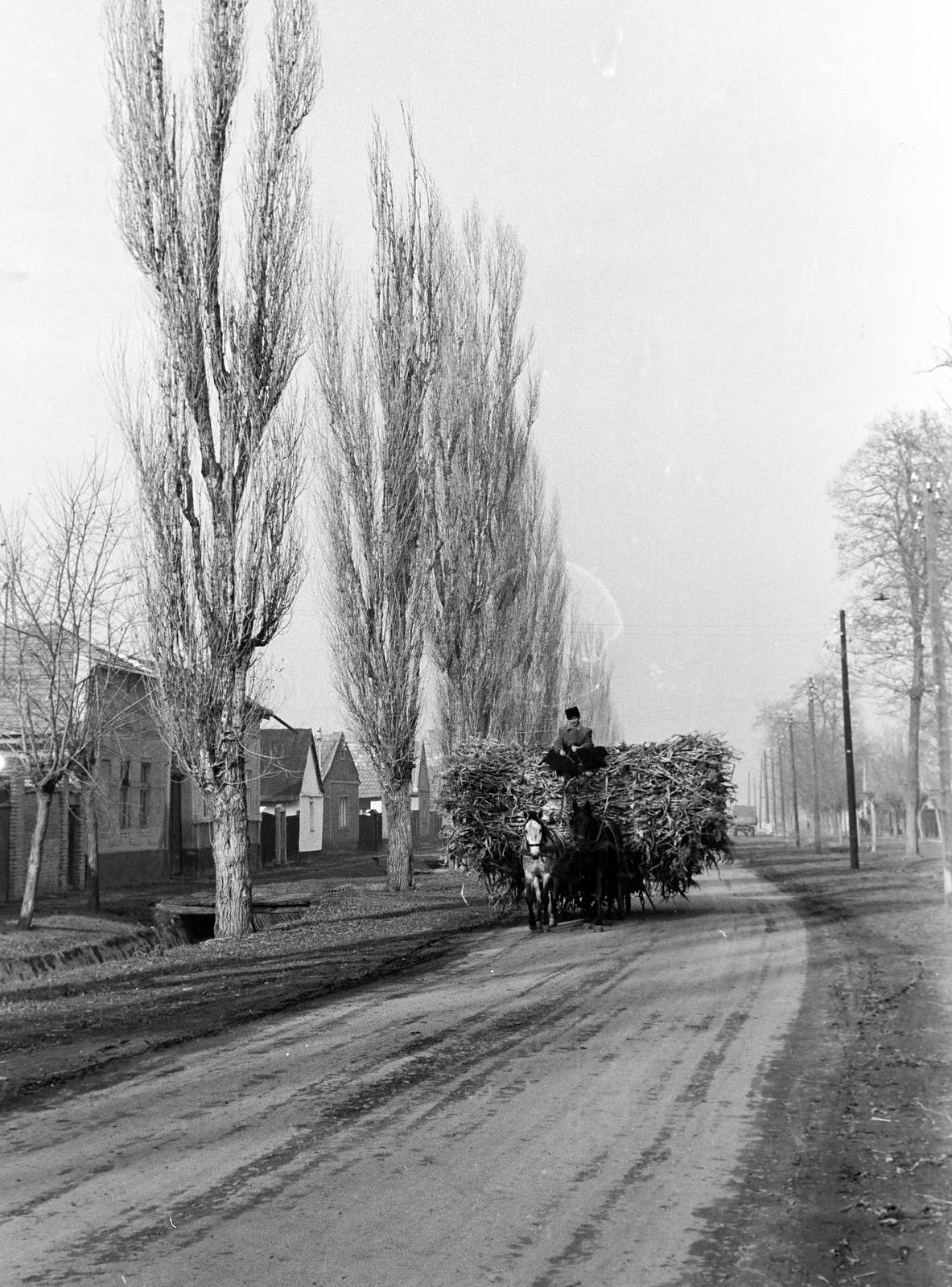 Hungary, 1961, Gazda Anikó, Best of, transportation, horse, chariot, dirt road, teamster, fir trees, Fortepan #308303