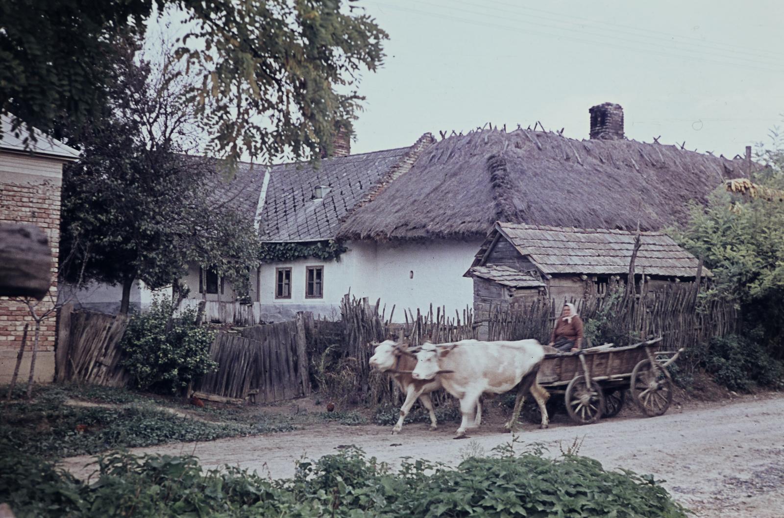 Hungary, 1965, Gazda Anikó, Best of, Fortepan #308333