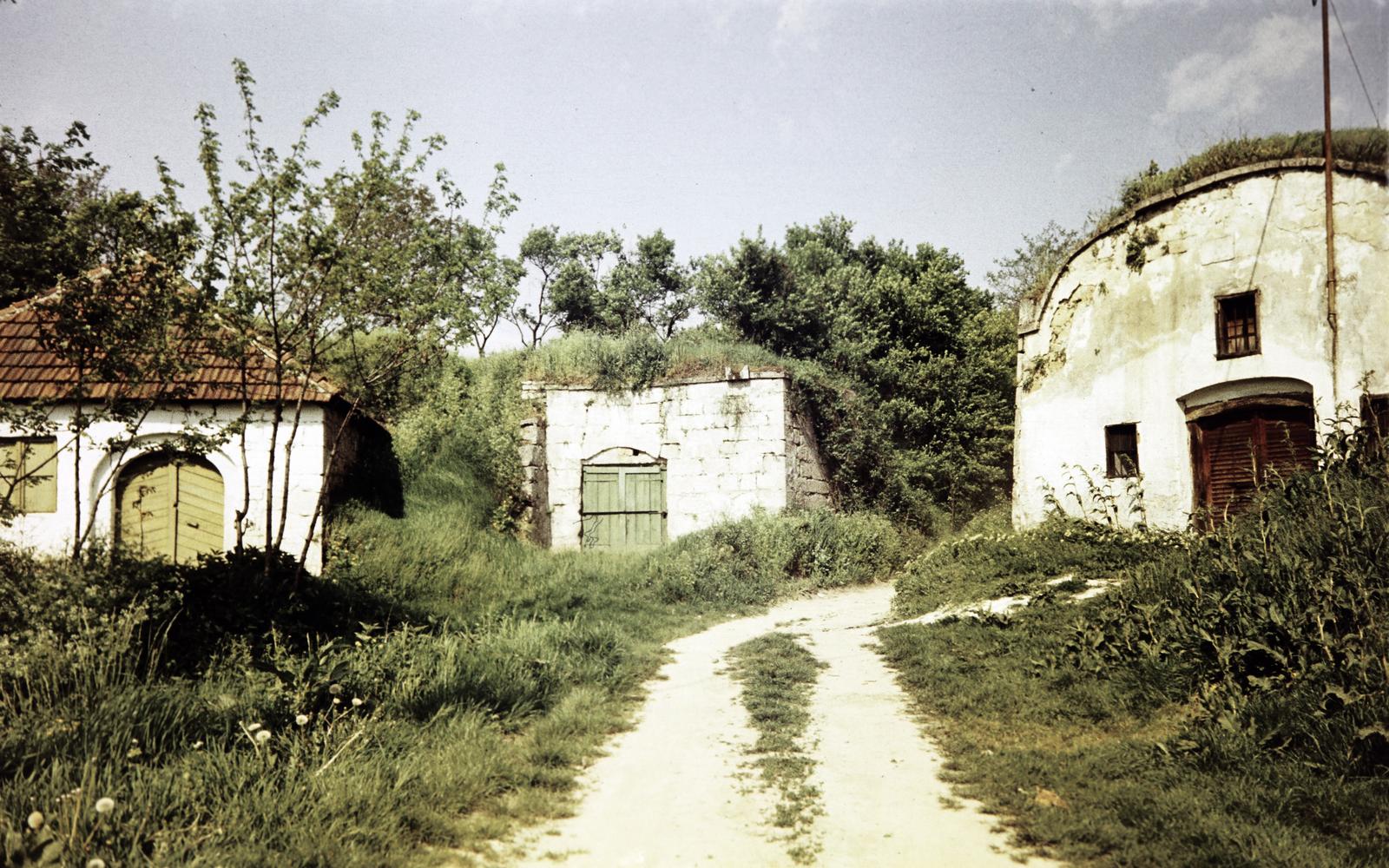 Magyarország, Zsámbék, pincék a Szomori út mellett., 1970, Gazda Anikó, színes, Fortepan #308374