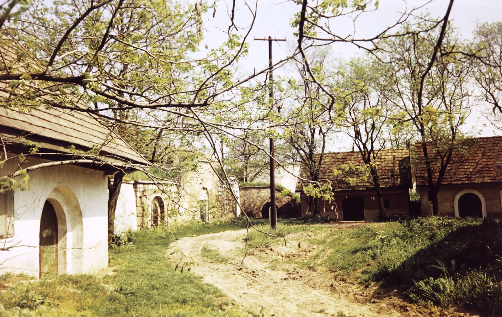 Magyarország, Tök, Pincesor., 1970, Gazda Anikó, Fortepan #308376