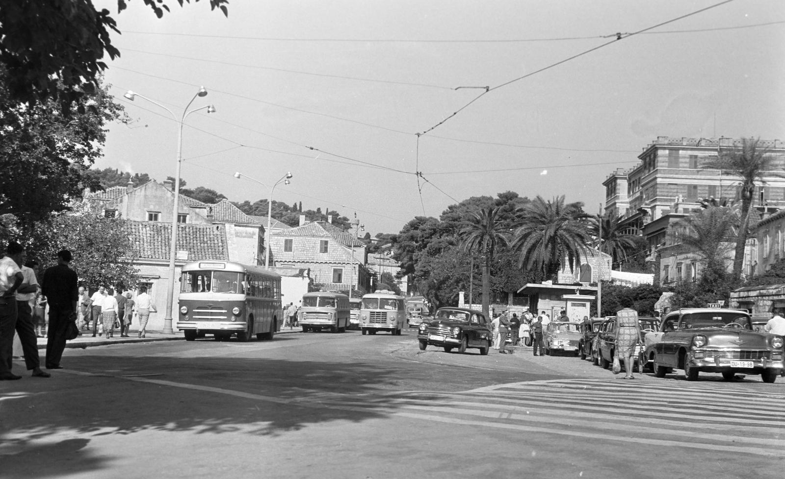 1960, Gazda Anikó, forgalom, pálmafa, Fortepan #308524