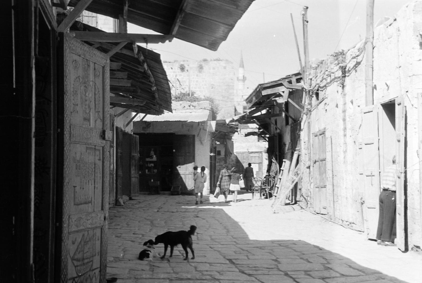 1962, Gazda Anikó, dog, Fortepan #308876