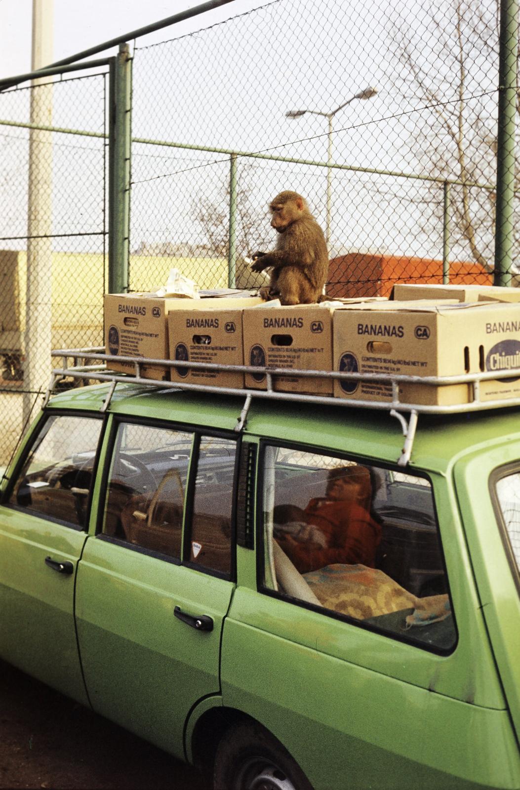 1982, Belházy Miklós, Fortepan #309020