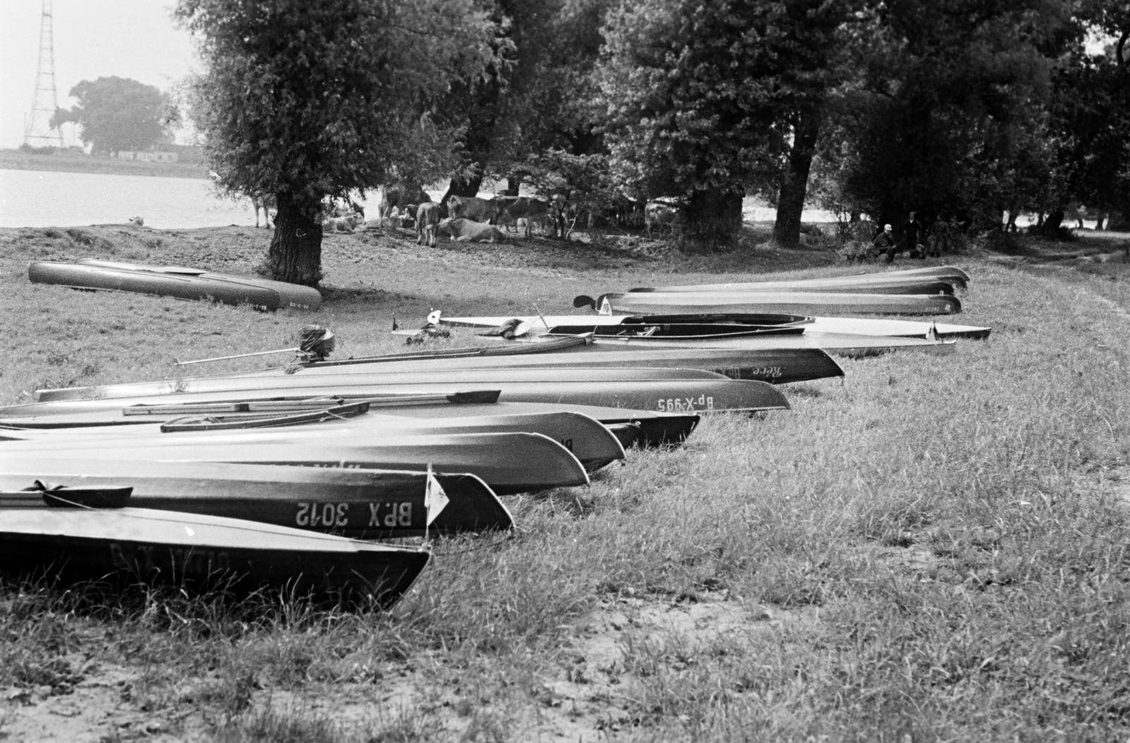 1960, Böhönyey Ágnes, Fortepan #309267