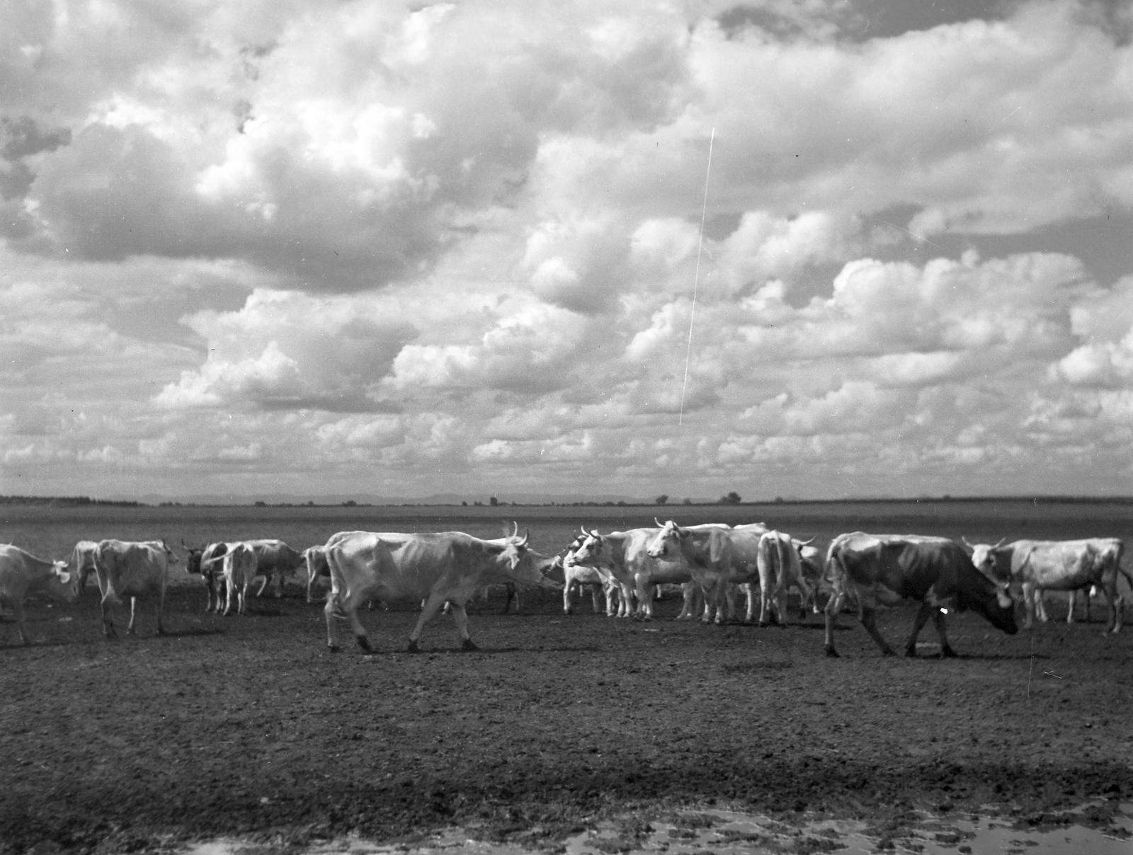 1933, Kirilly Gergely, Fortepan #310117