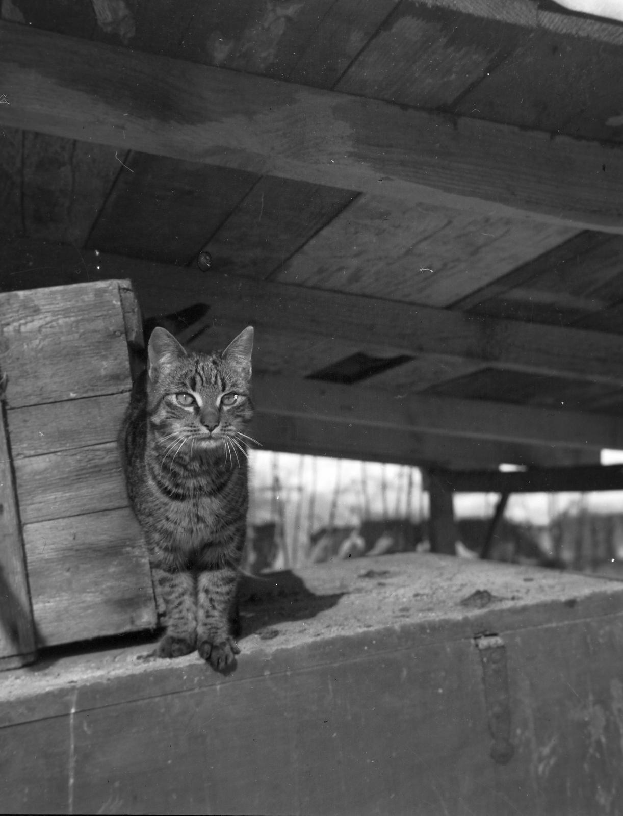 1937, Fortepan #310183