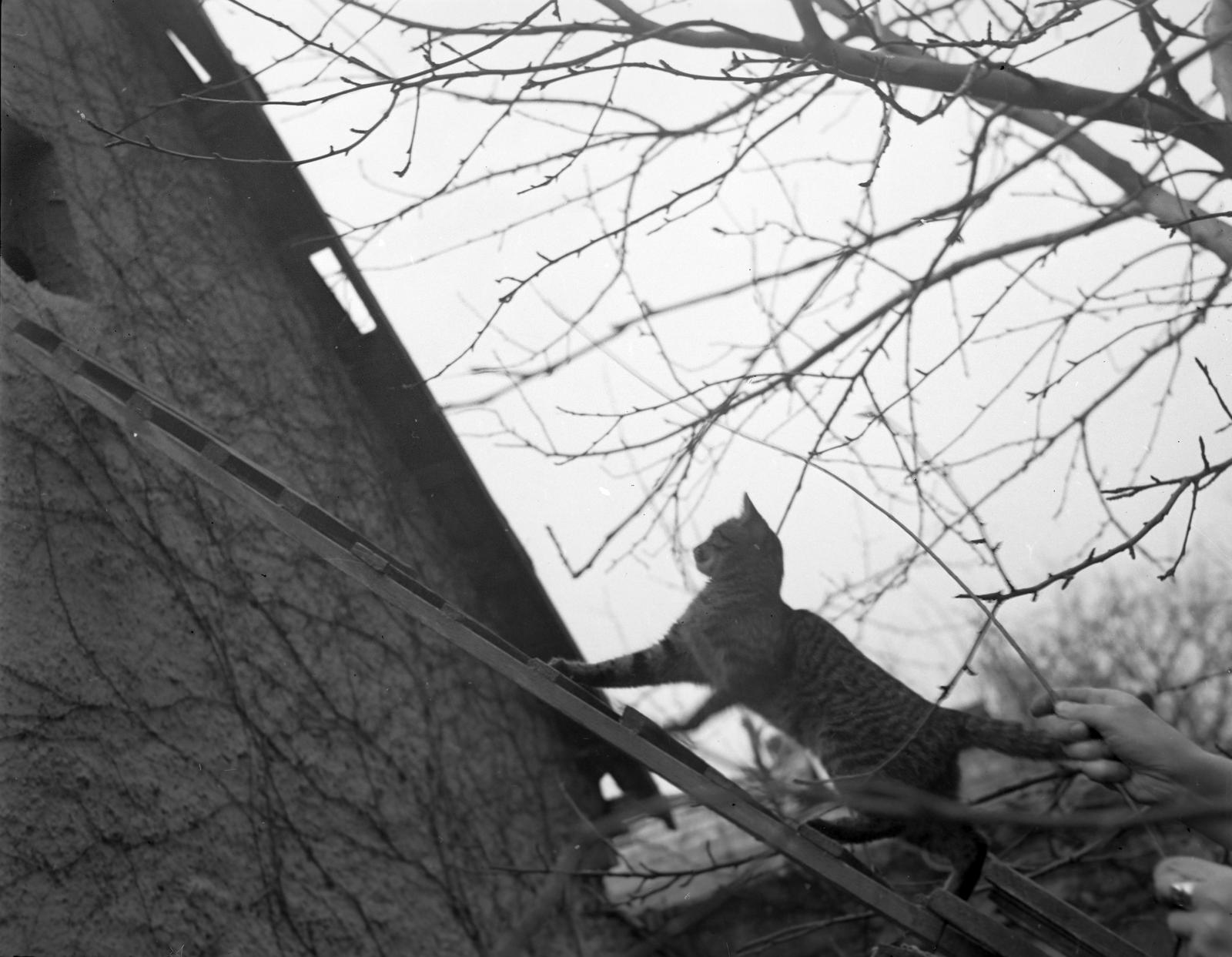 1937, Fortepan #310185