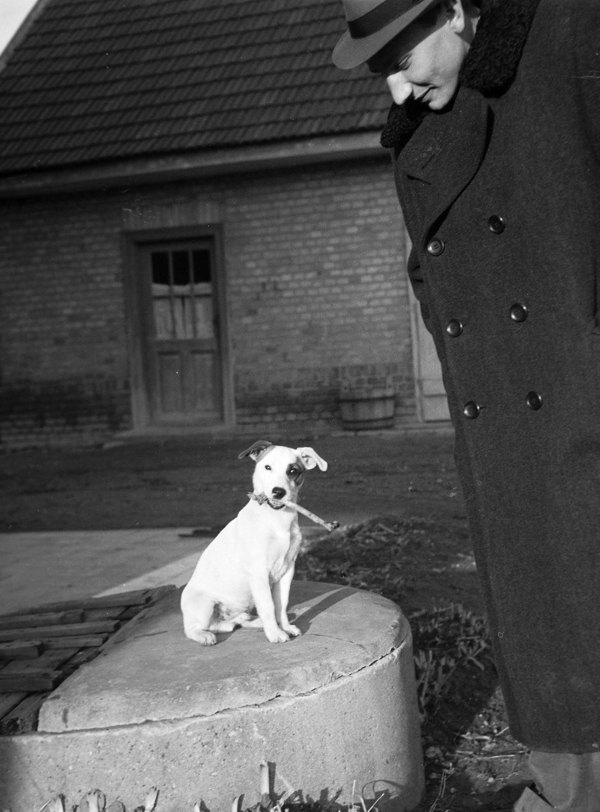 1939, Best of, beállított, kutya, Fortepan #310199