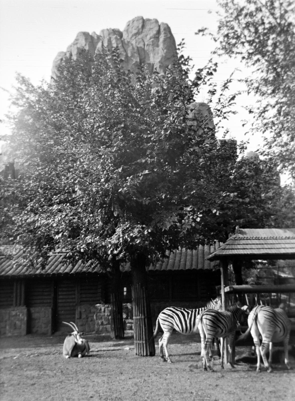 1938, Kirilly Gergely, Fortepan #310215