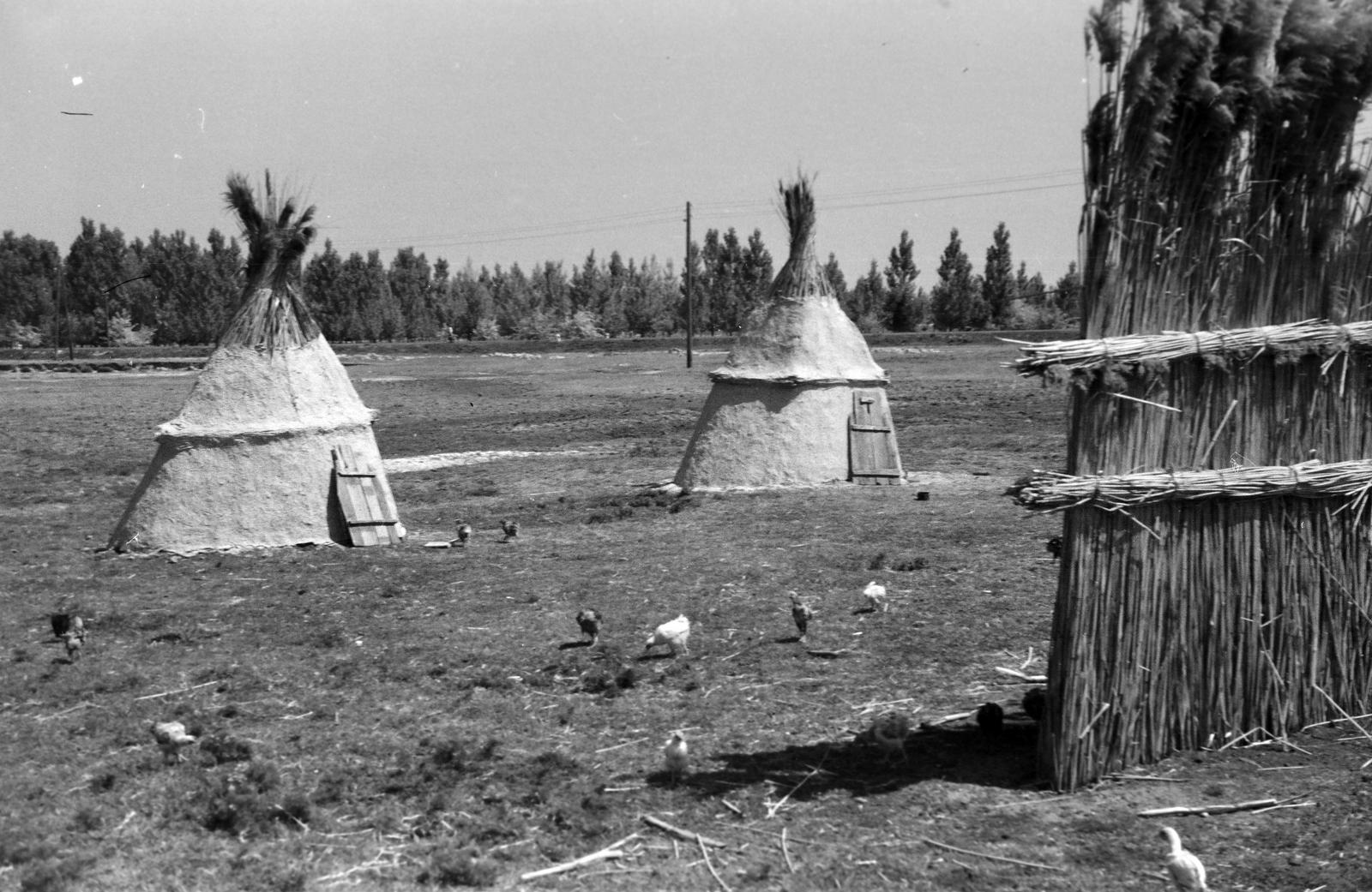 1955, Lindner család, Fortepan #311110