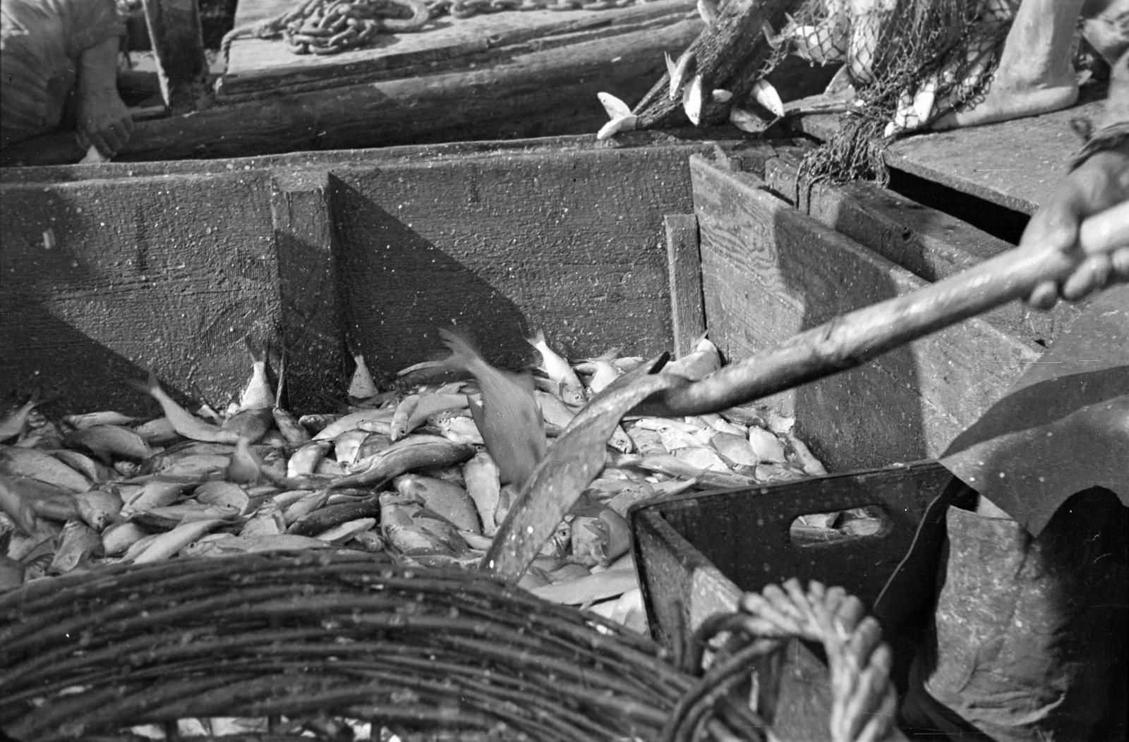 1954, Lindner család, Fortepan #311144