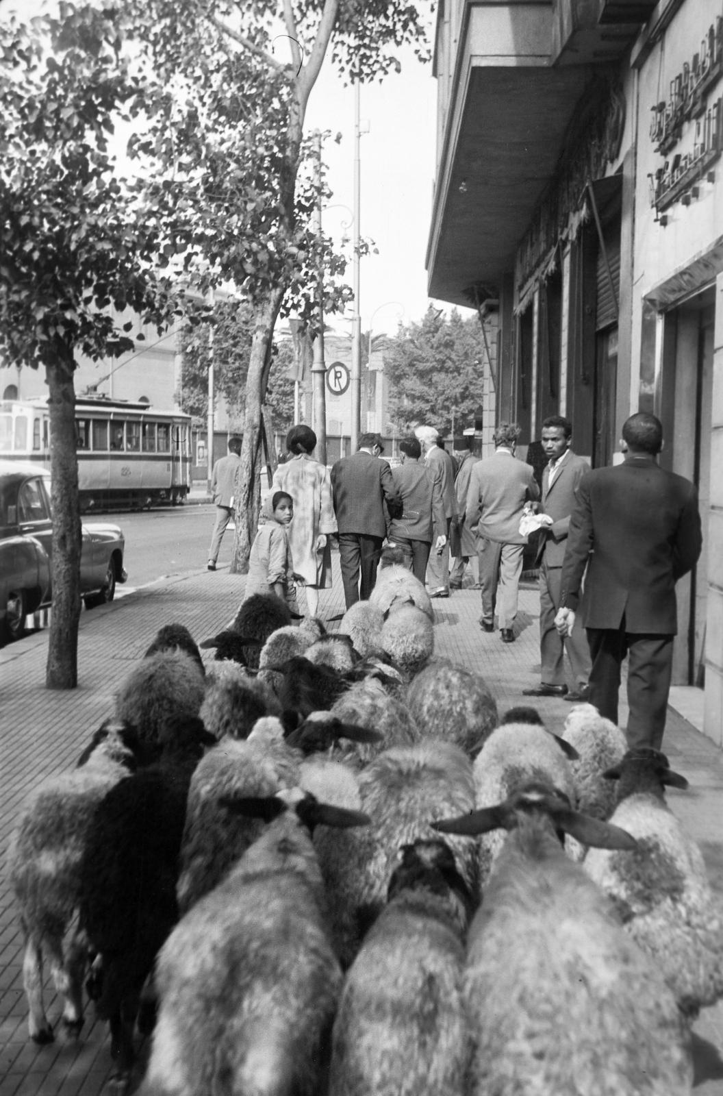 1965, Lindner család, Fortepan #311216