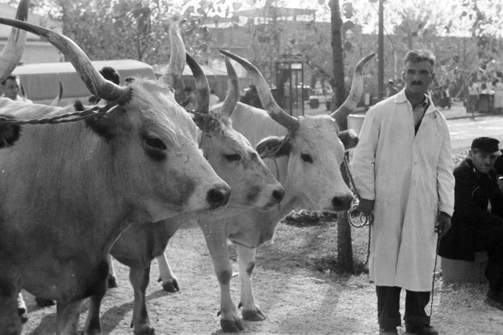 1961, Lindner család, Fortepan #311381