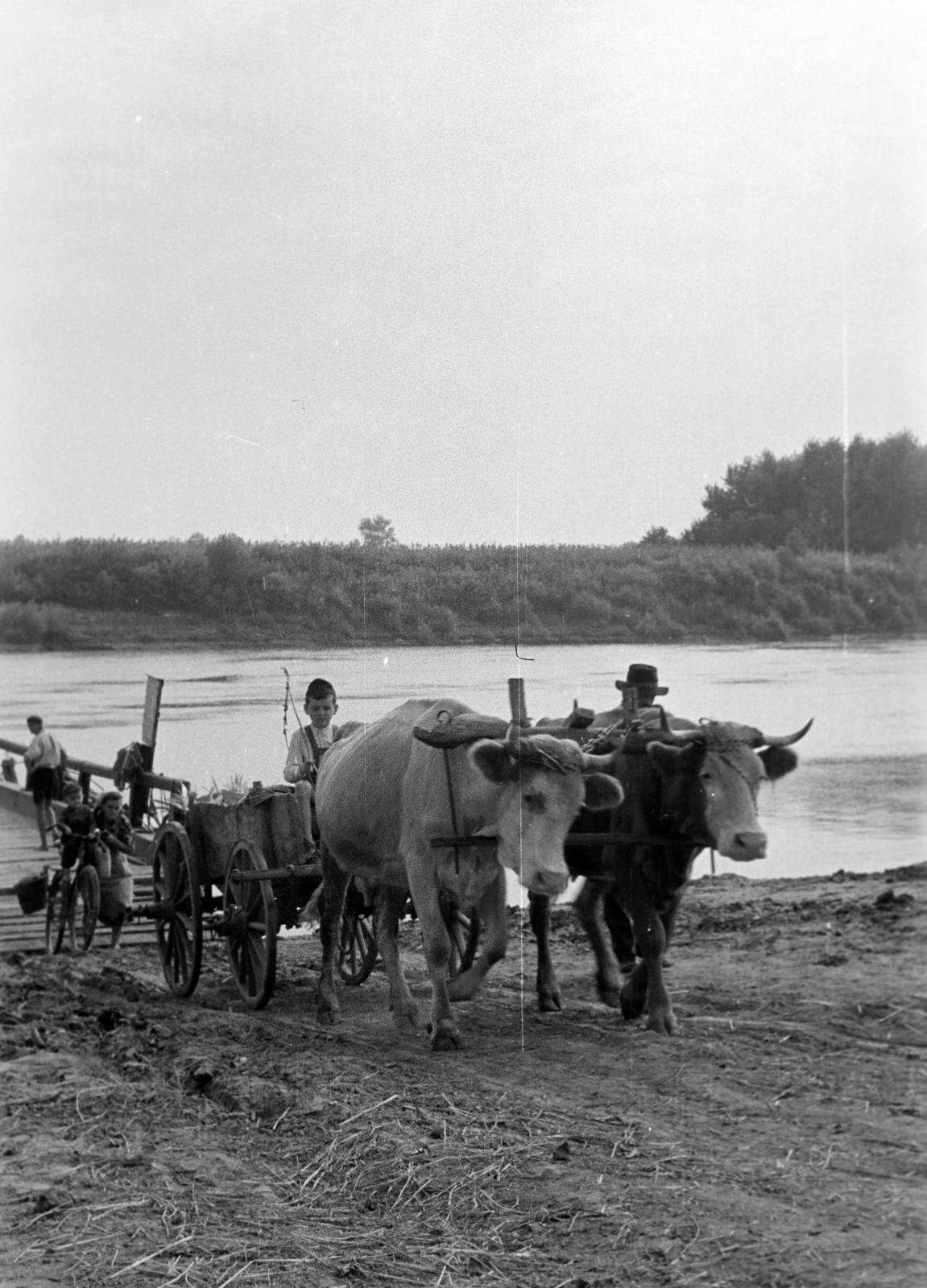 1954, Petrók Károly, Fortepan #312135