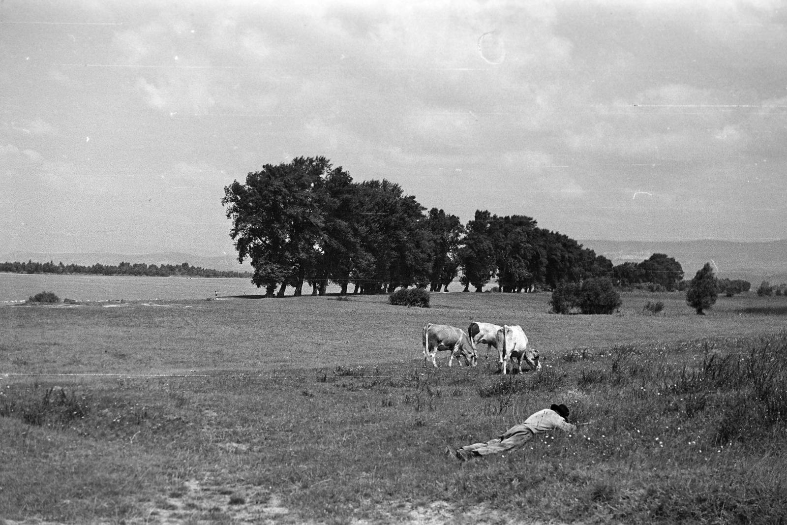 1960, Petrók Károly, Fortepan #312139