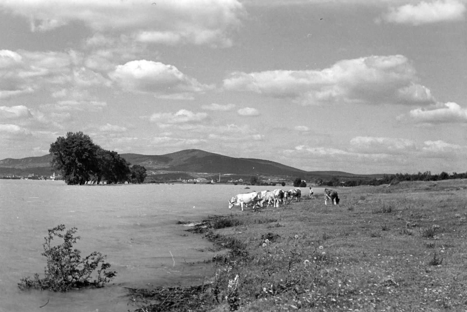 1952, Petrók Károly, Fortepan #312197