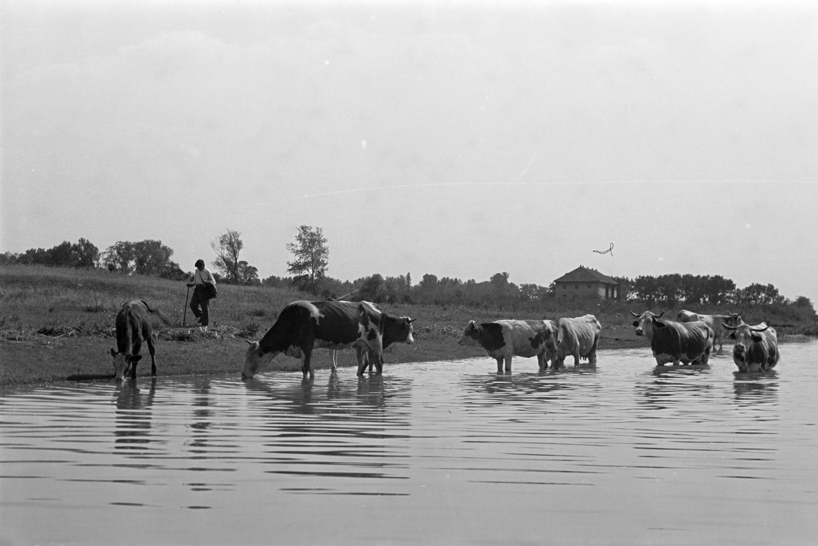 1952, Petrók Károly, Fortepan #312200