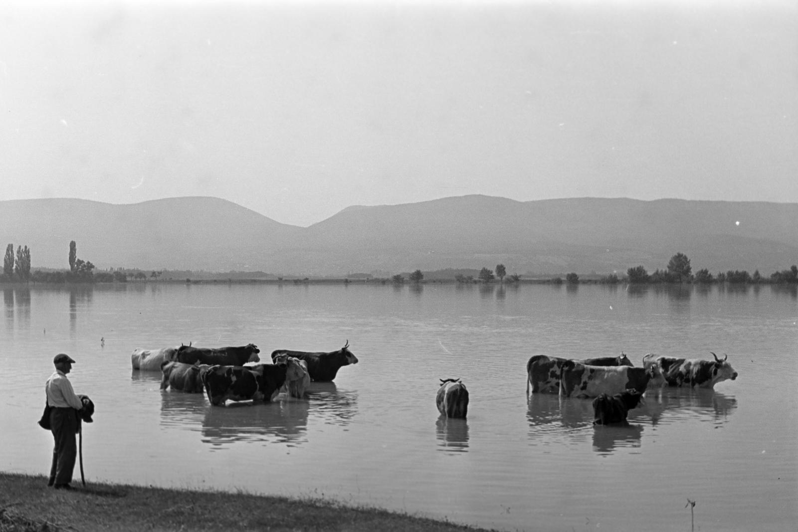 1952, Petrók Károly, Fortepan #312201