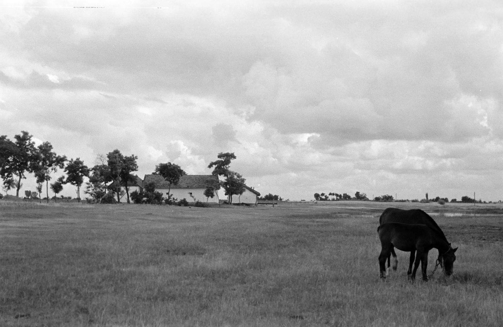 1953, Petrók Károly, Fortepan #312298
