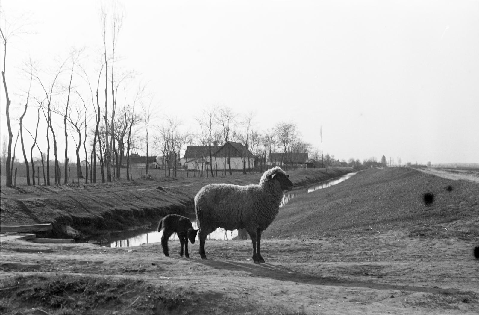 1950, Petrók Károly, Fortepan #312316