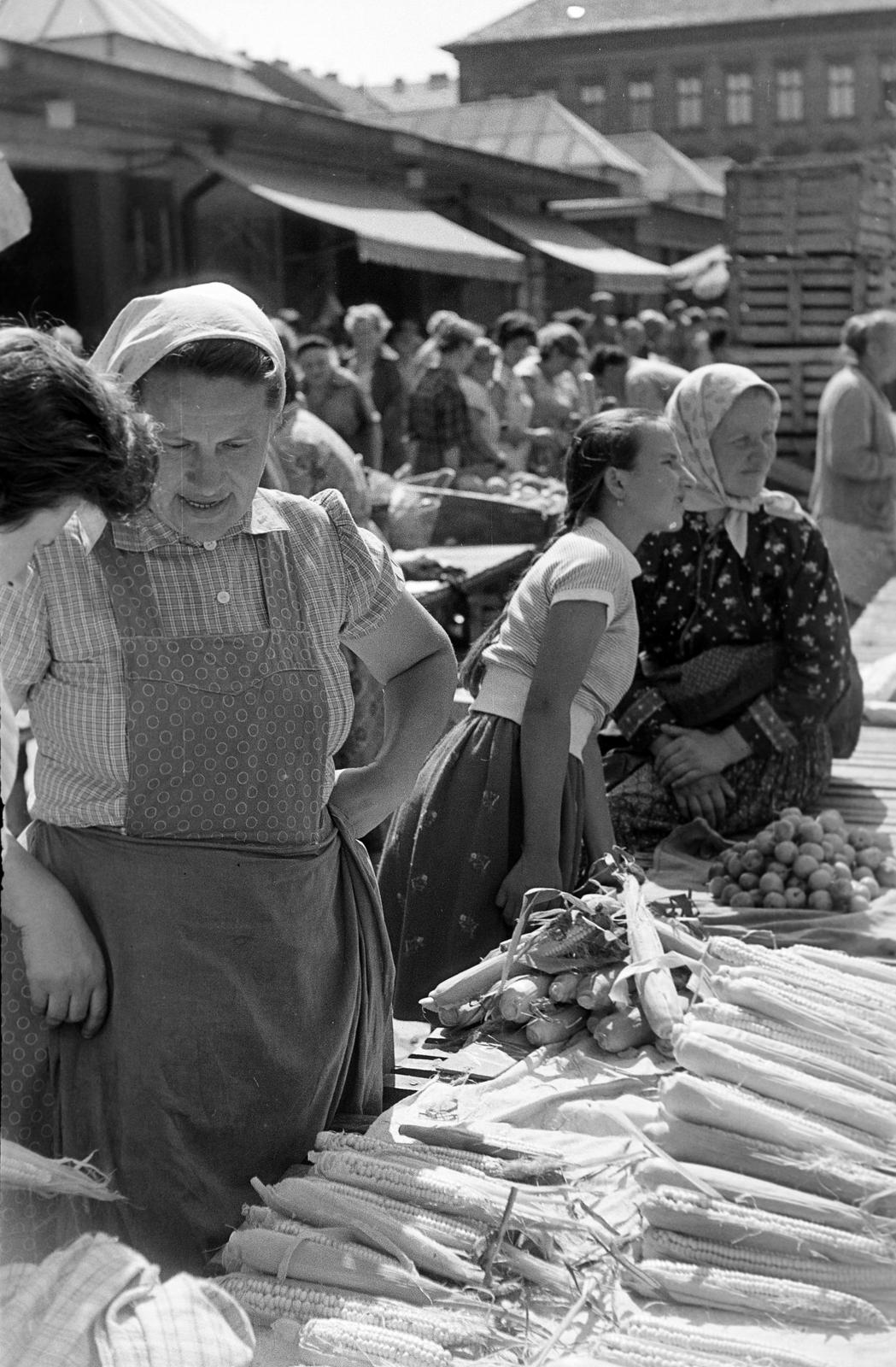 1959, Petrók Károly, Fortepan #312460