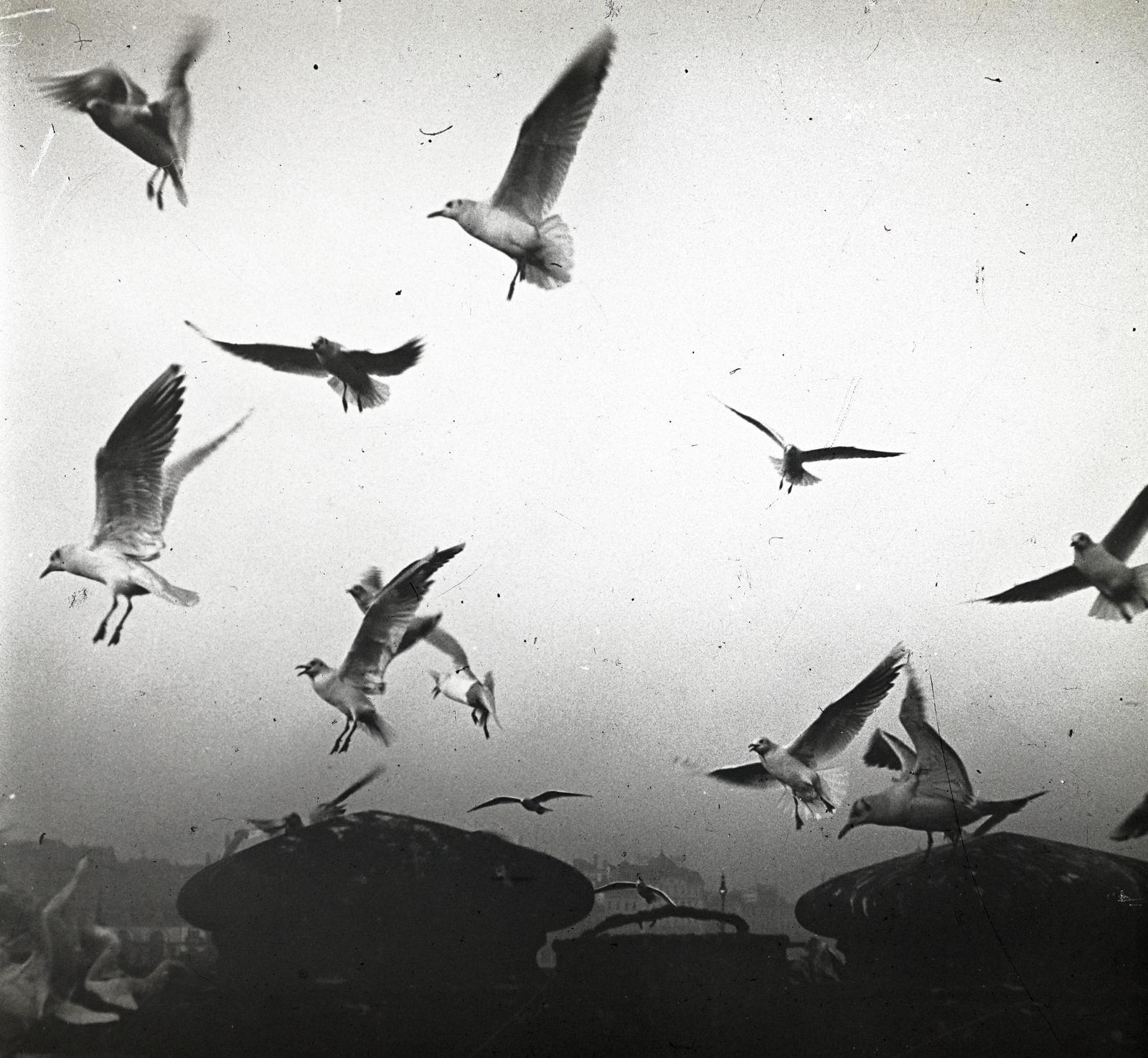 1909, fortepan/Album 123, képarány: négyzetes, sirály, repülés, Fortepan #312586