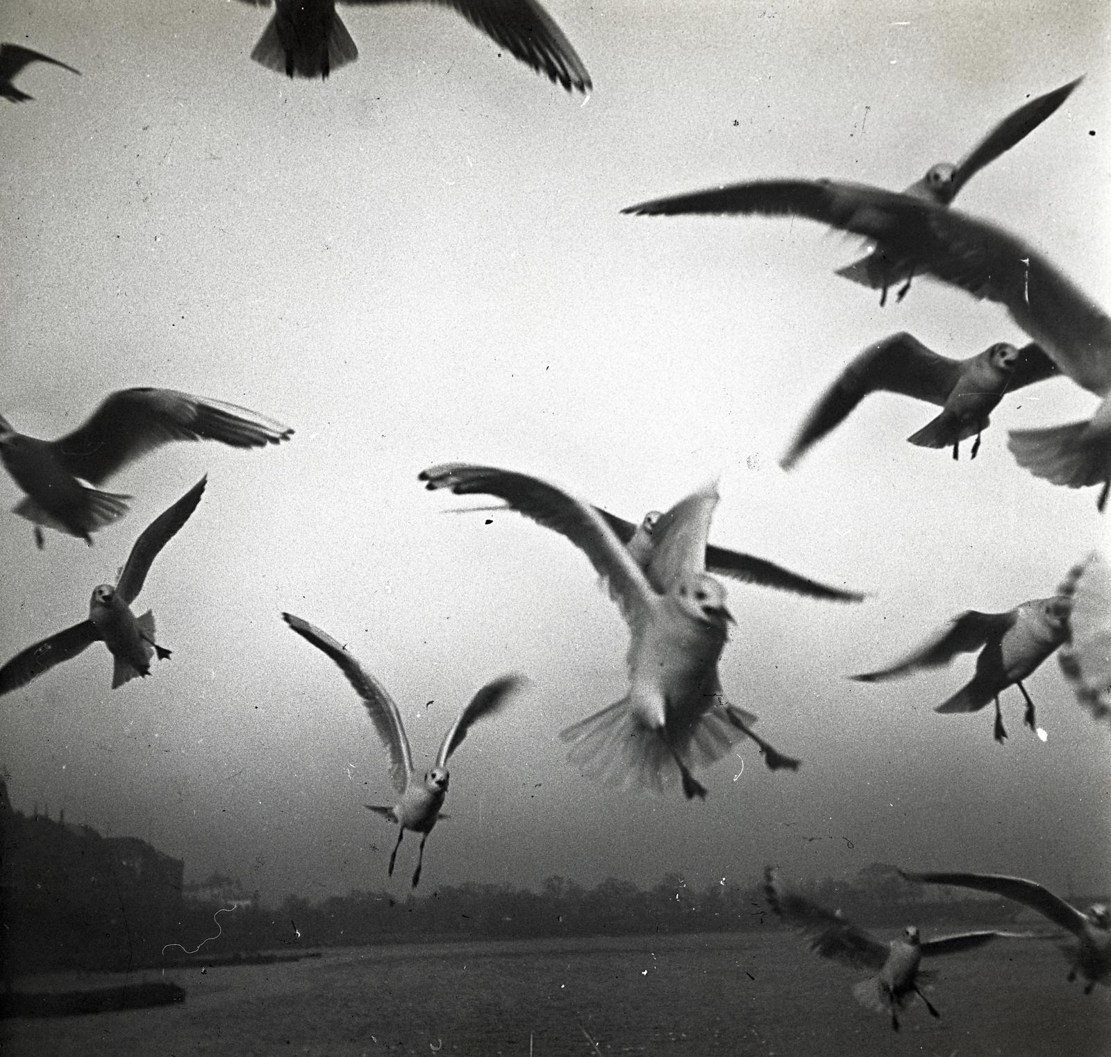 1909, fortepan/Album 123, sirály, Fortepan #312589