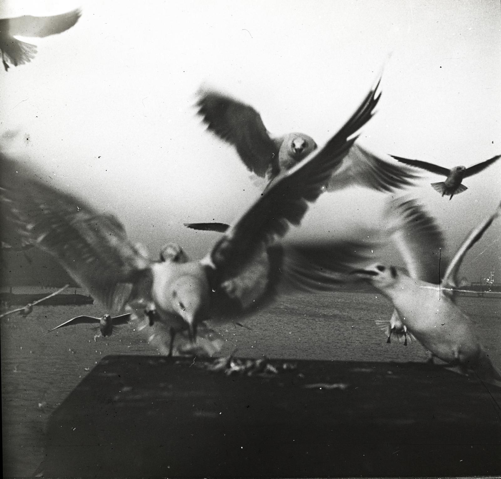 1909, fortepan/Album 123, sirály, Fortepan #312590