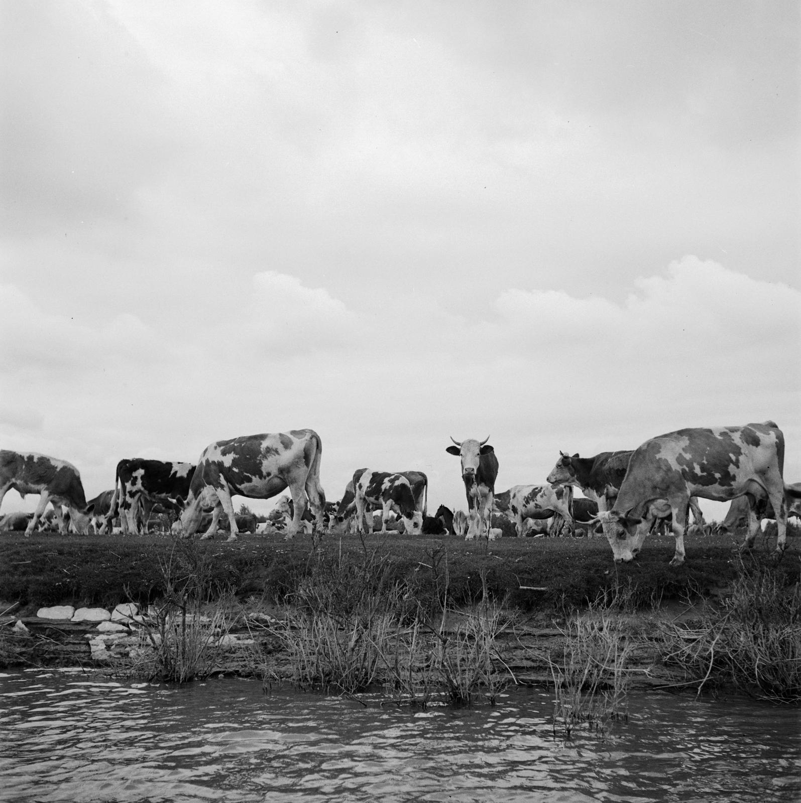 1935, Västernorrlands museum, Fortepan #313030