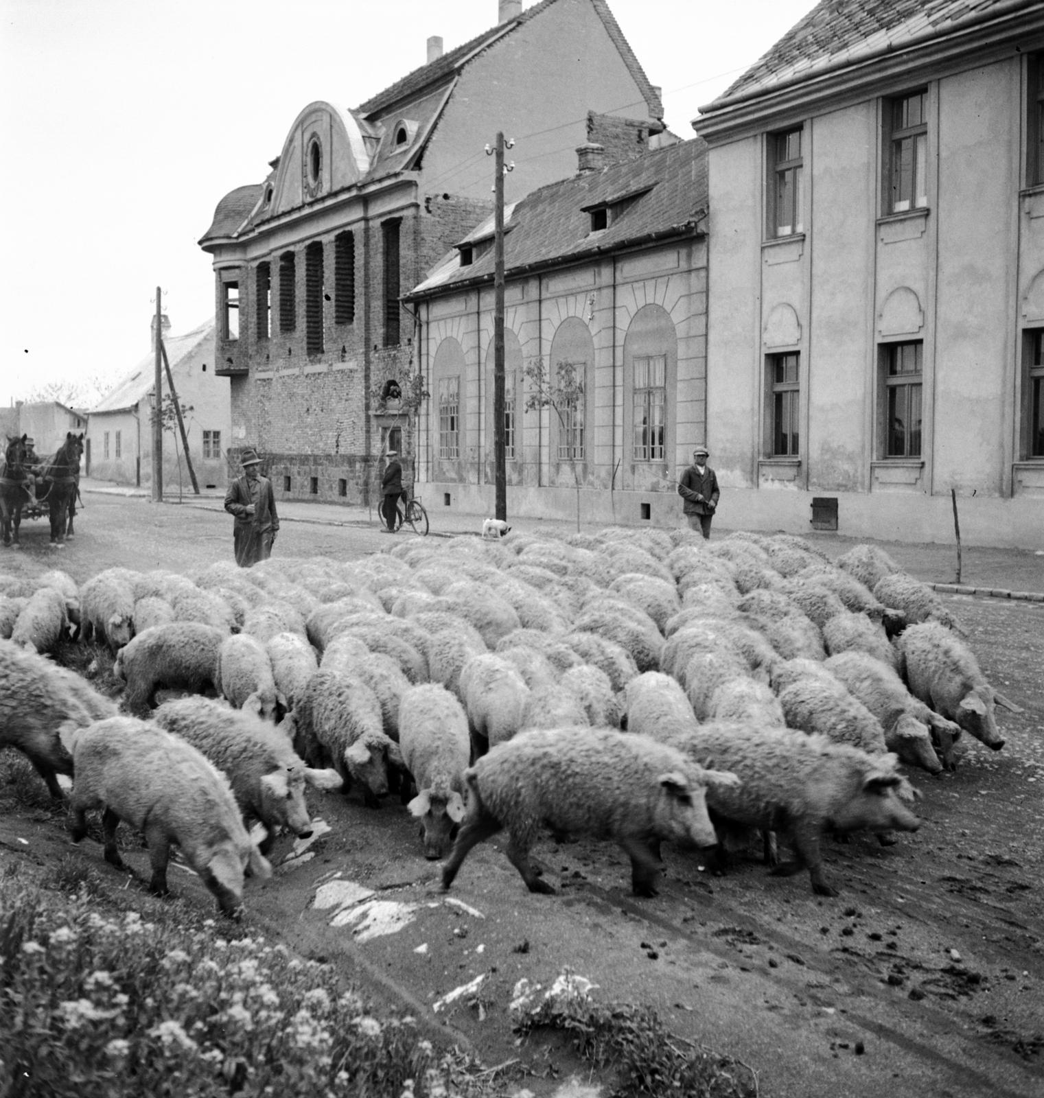 1935, Västernorrlands museum, Fortepan #313037