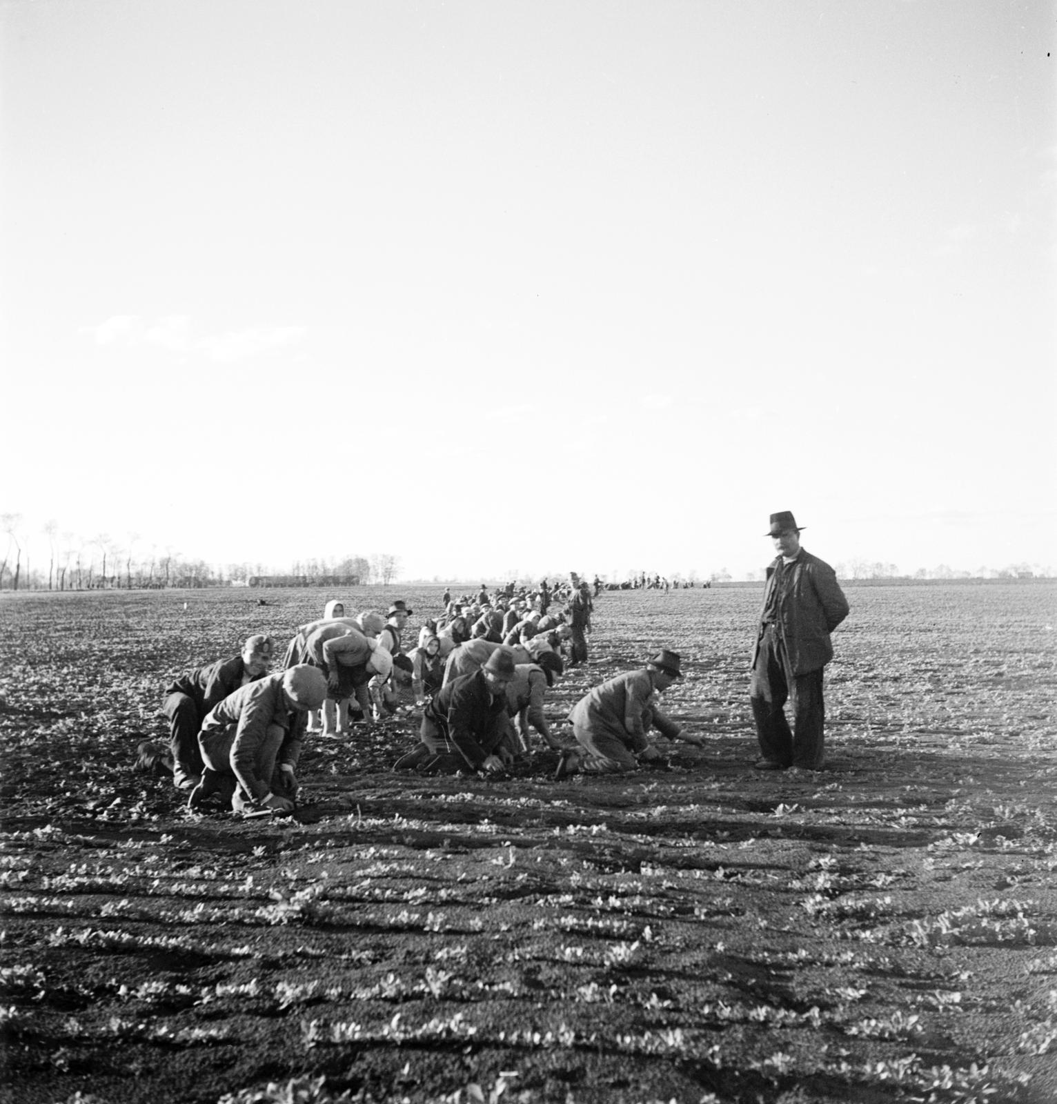 1935, Västernorrlands museum, Fortepan #313124