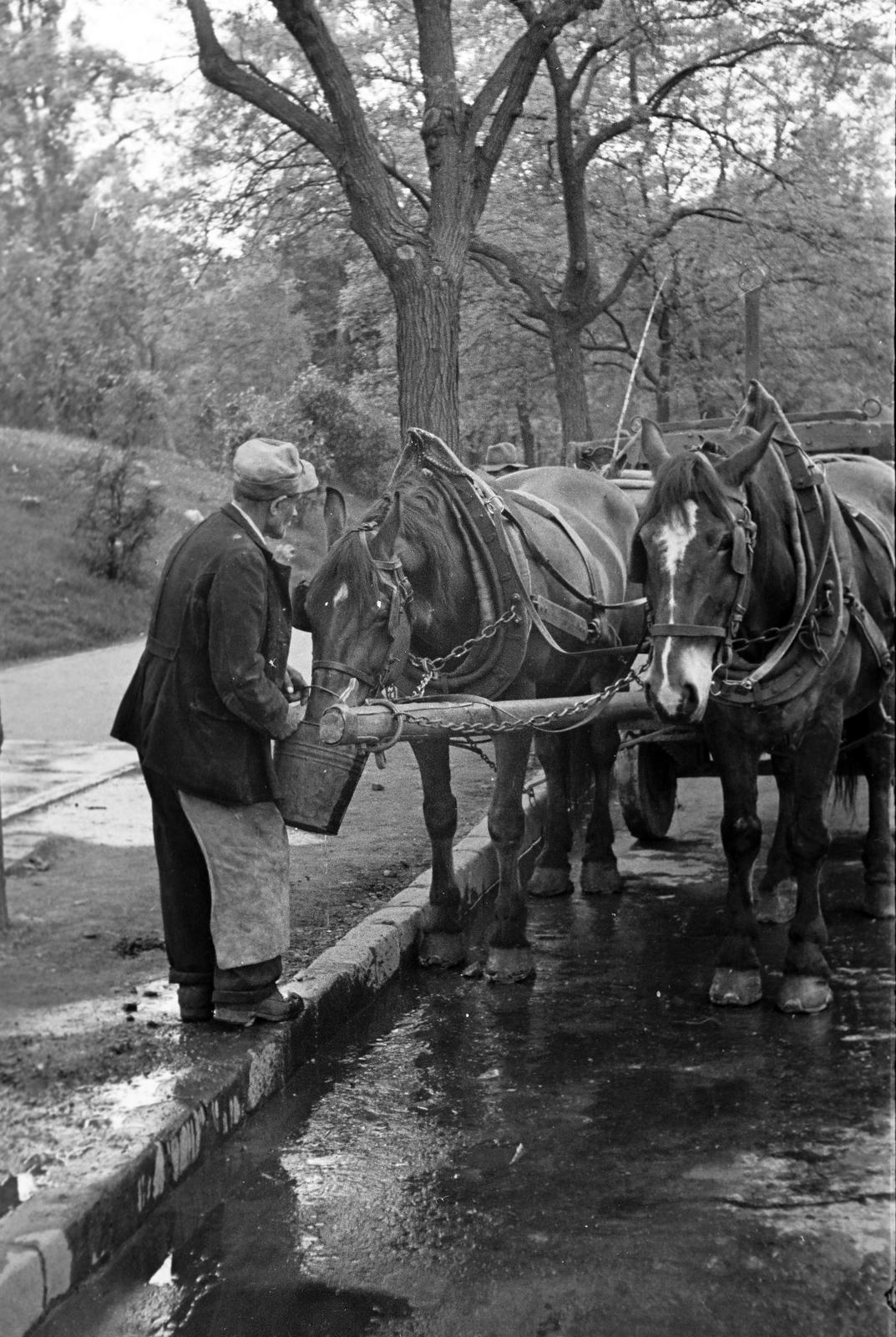 1963, Villányi Gergely, Fortepan #313320