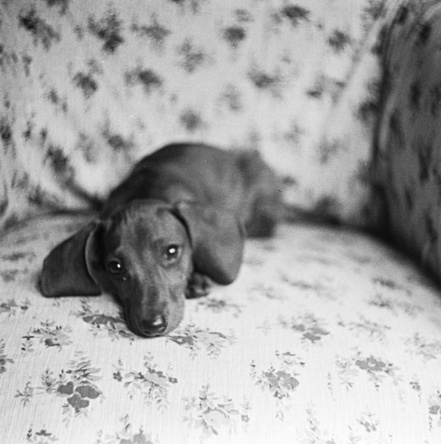 1935, Fortepan, dog, Dachshund, Fortepan #3134