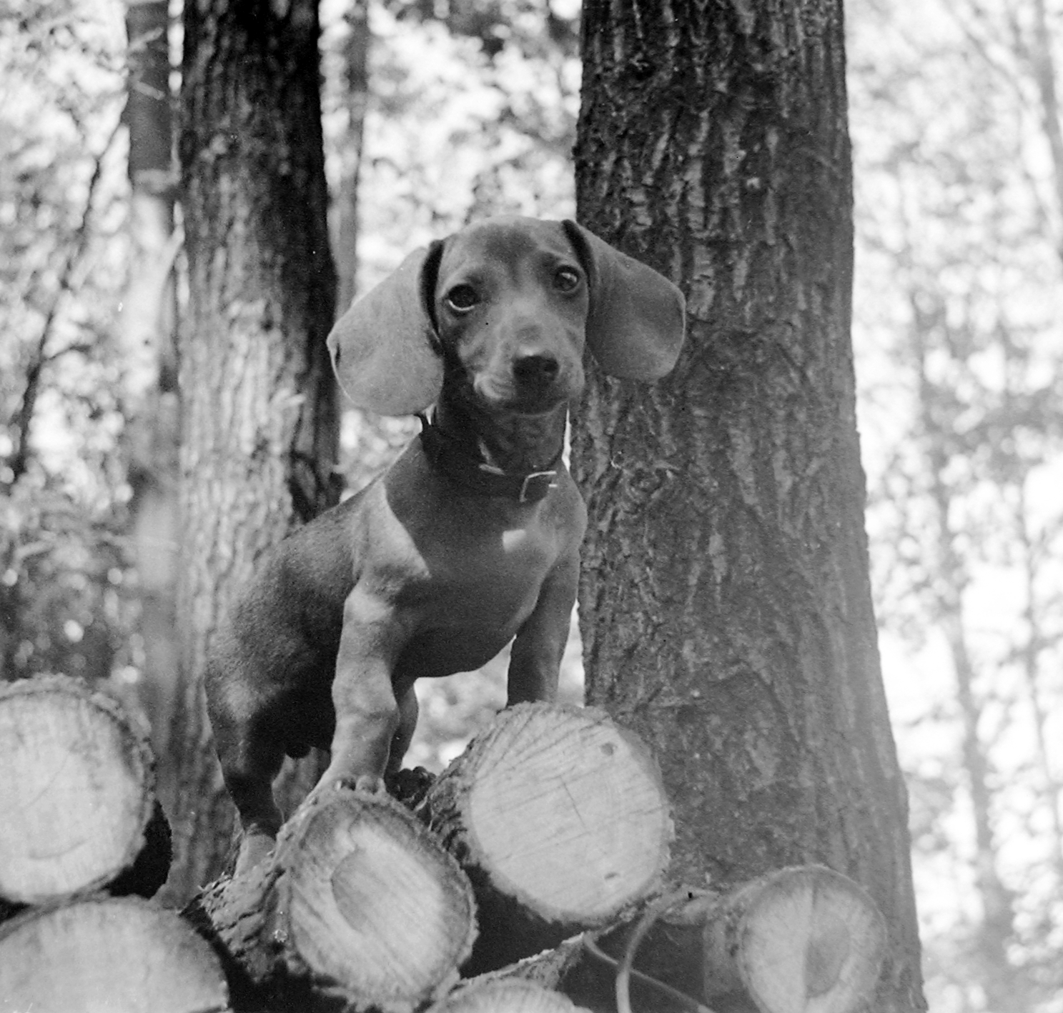 1935, Fortepan, dog, Dachshund, Fortepan #3135