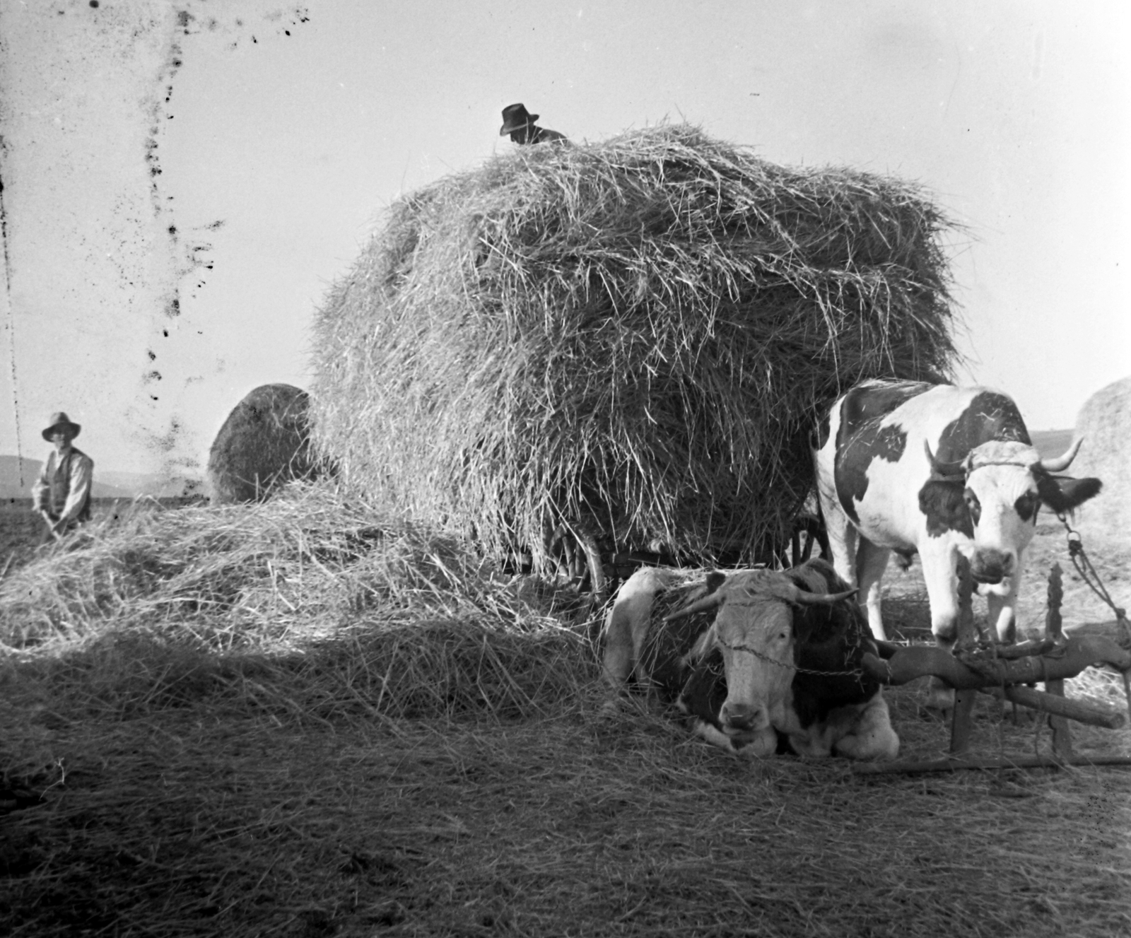 1935, Fortepan, cattle, agriculture, work, stack, Fortepan #32017